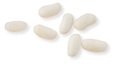 lentil